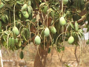 Mangobaum mit Früchten